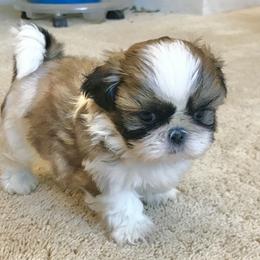 Shih Tzu Puppies from Willow Lane Shih Tzus