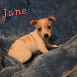 Jane - White and apricot female Rat Terrier puppy in Brookfield, Missouri from Country Rat Terriers