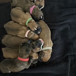Boxer puppies from The Holistic Boxer