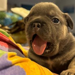 Cassie - Tricolors female French Bulldog puppy in Clifton, Texas from Blue Ribbon French Bulldogs