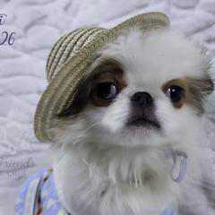 Ziti - Sable and white male Japanese Chin puppy in Johnson City, Tennessee from Erin & Friends Japanese Chin