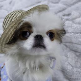 Ziti - Sable and white male Japanese Chin puppy in Johnson City, Tennessee from Erin & Friends Japanese Chin