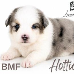 Hottie - Blue merle female Toy Australian Shepherd puppy in Leitchfield, Kentucky from Legendmaker MAS