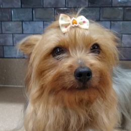Honey - Yorkshire Terrier