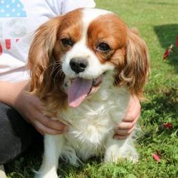 Abby - Cavalier King Charles Spaniel