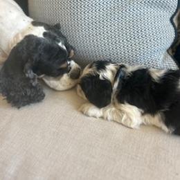 Buster - Black white and tan male Cocker Spaniel puppy in Pueblo, Colorado from Scott & Lada’s Pups