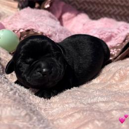 Louise - Black female Labrador Retriever puppy in Petersburg, Kentucky from Mahan Labs