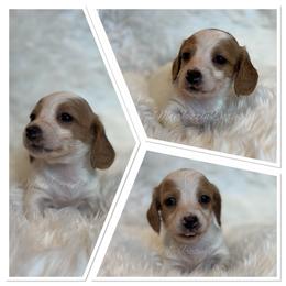 Macadamia girl - Piebald female Dachshund puppy in Chehalis, Washington from McJazzin Doxies