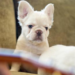 CINNIMON ROLL - Cream female French Bulldog puppy in Waikapu, Hawaii from Christine's French Bulldogs