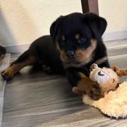 Boy 1 - Black and mahogany male Rottweiler puppy in Athol, Idaho from Vom Corvinus Haus Rottweilers
