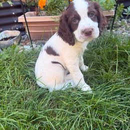 Lola - Liver white and roan female English Springer Spaniel puppy in Saginaw, Michigan from Kemerer Springers
