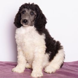 Billy Boy - Parti male Poodle puppy in Meadowbrook, California from Standard Poodle Pups