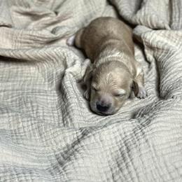 Girl 1 - female Cavapoochon puppy in Mt. Pleasant, Iowa from Platinum Premier Puppies