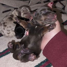 Blue - Gray (blue) and tan female Dachshund puppy in De Beque, Colorado from ITSAR Ranch