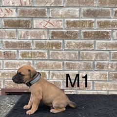 Boy 1 - Black Mouth Cur puppy in Tennessee from Narrow Road Farm