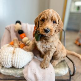 Meat - Red  male Goldendoodle puppy in Sulphur, Louisiana from Curly Q’s Of Carlyss