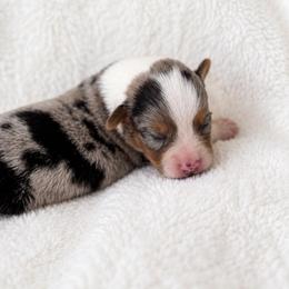 Riley - Blue male Pembroke Welsh Corgi puppy in Beggs, Oklahoma from Blue Diamond Corgi’s