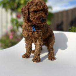 Poodle Puppies from Sakura Poodles