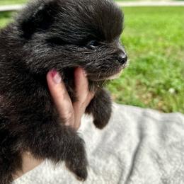 Adam - Black male Pomeranian puppy in Springfield, Missouri from Hope Mountain Pomeranians