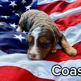 Coast - Tri-color male Bernedoodle puppy in Townville, South Carolina from Copper Creek Bernedoodles