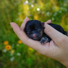 Companion Cross, Havanese, Mal-Shi, Maltese, Maltipoo, Morkie, and Shih Tzu Puppies from Seeking Shalom Acres Maltese, Maltipoos & Havamalts