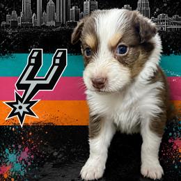 Wemby - Red tri-color male Australian Shepherd puppy in Alamogordo, New Mexico from Two Nichols Aussies