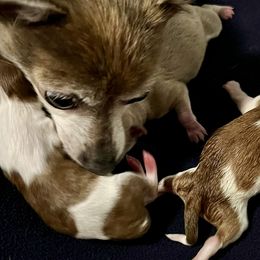 Boston Terriers and Chihuahuas from Itty Bitty Boston & Chi Co, Veteran Owned