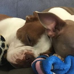 Boston Terriers from Mid-Michigan Boston Terriers