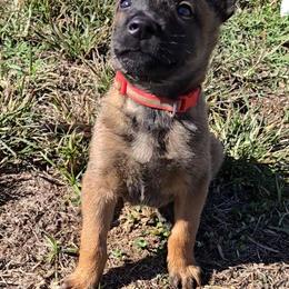 Croft's Red - Mahogany male Belgian Malinois puppy in Berry, Alabama from North River k9