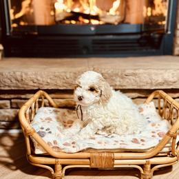 John Lennon - Parti male Poodle puppy in Dunn, North Carolina from Sandy Creek Kennels