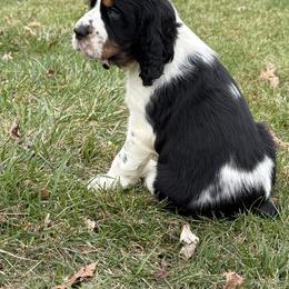 English Springer Spaniel Puppies from Soaring Springers
