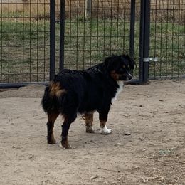 Sadie - Toy Australian Shepherd