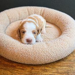 Cash (Johnny) - Caramel cream male Australian Labradoodle puppy in Millville, California from Hope Lane Kennels