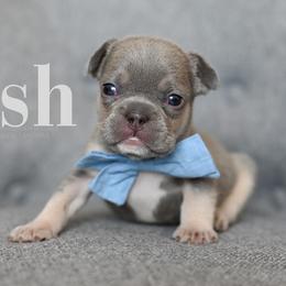 Ash--HOLD - Tricolors male French Bulldog puppy in Blue Ridge, Texas from Beason’s HomeGrown Frenchies