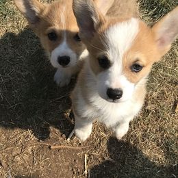 Pembroke Welsh Corgi Puppies from Indian Valley Corgies