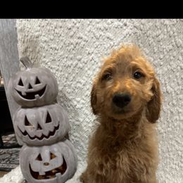 Pink - Red  female Goldendoodle puppy in Savannah, Georgia from PurdyDoodles