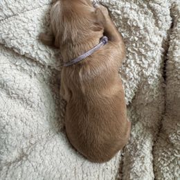 Purple Collar Girl - Golden female Golden Retriever puppy in Bristol, Tennessee from The Dogstead