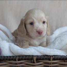 Thing 1 - Cream male Dachshund puppy in San Diego, California from Sweetheart Doxies LLC