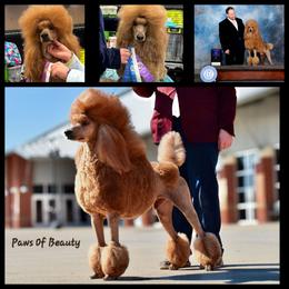 Luka - Poodle