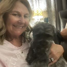 Shorkie All Grown Up from Roover's Oklahoma Shorkies