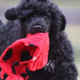 Portuguese Water Dog Puppies from Allegiance Portuguese Water Dogs