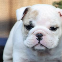 Bulldogs from Bull Mountain Bulldogs