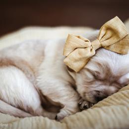 Labrador Retriever Puppies from Landon J Farms Labrador Retrievers