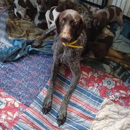Dixie - Liver and white female German Shorthaired Pointer puppy in Elberta, Alabama from Old Orchard Farm
