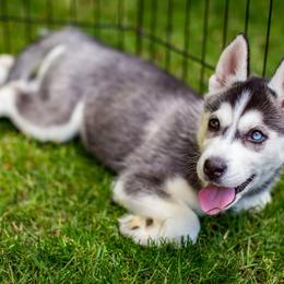 Siberian Husky Puppies from PNWHuskies