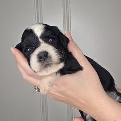 Lottie - female Golden Mountain Doodle puppy in Palestine, Texas from KK's Doodle Bunch