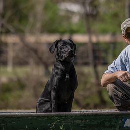 Labrador Retrievers from Sporting Life Kennels