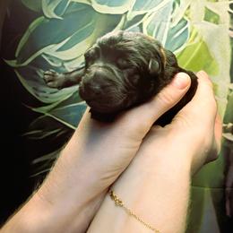 Girl 1 - female German Shepherd puppy in Laguna Niguel, California from Barenstadt Kennels