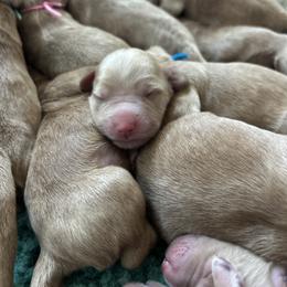 Boy 2 - male Australian Labradoodle puppy in Chuluota, Florida from Delano Australian Labradoodles