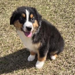 Stetson - Black tri-color male Australian Shepherd puppy in Lakeland, Florida from Diamond P Australian Shepherds